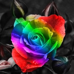 Meet your Posher, Rosa